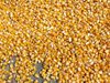 Более 80 тонн семян кукурузы ввезены с нарушением международных фитосанитарных требований